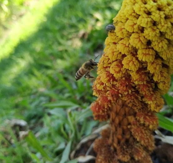 Miel Pura Cruda en Panal Natural 250gr Frasco de Vidrio 🍯🇦🇷 / MIEL-PAN-250