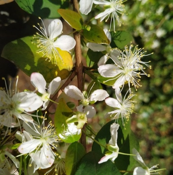 Miel Pura Cruda Clásica 250gr Frasco de Vidrio 🍯🇦🇷 / MIEL-CLA-250